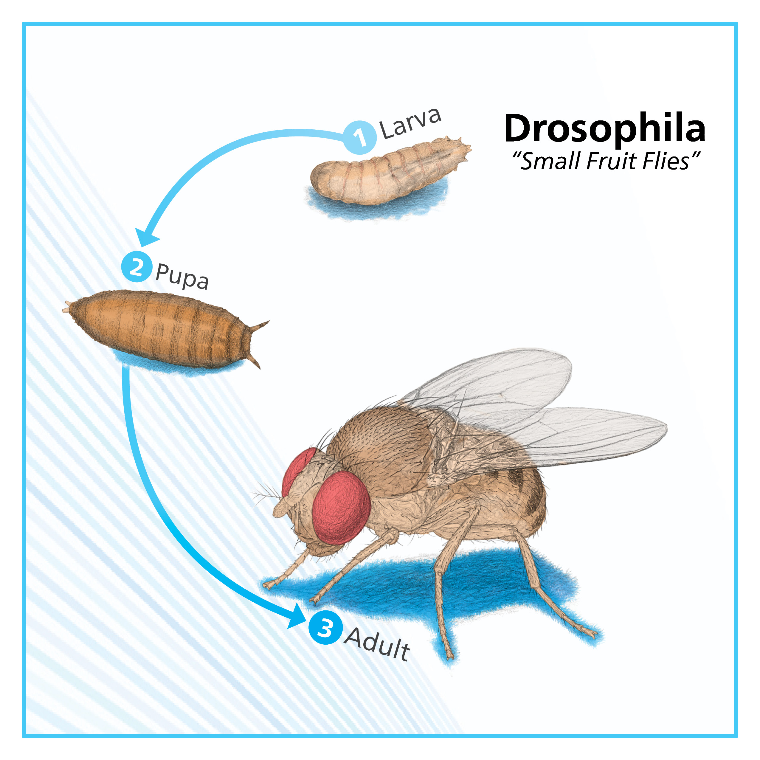 Drosophila Vials - Image 12
